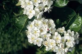 Attēlu rezultāti vaicājumam “Crataegus persimilis”