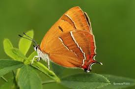 Attēlu rezultāti vaicājumam “Thecla betulae”