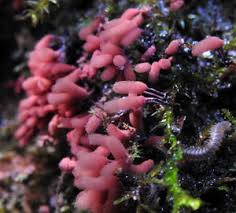 Attēlu rezultāti vaicājumam “Ommatoiulus vilnensis”