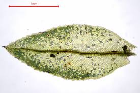 Attēlu rezultāti vaicājumam “Mnium”