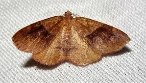 Attēlu rezultāti vaicājumam “Plagodis pulveraria”