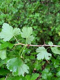 Attēlu rezultāti vaicājumam “Ribes uva-crispa leaf”