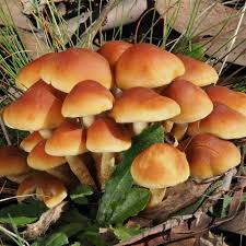 Attēlu rezultāti vaicājumam “Hypholoma sp.”