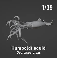 Image result for Dosidicus gigas