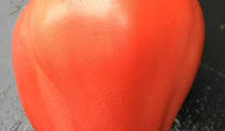Afbeeldingsresultaat voor erdie family oxheart tomato