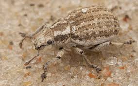 Attēlu rezultāti vaicājumam “Philopedon plagiatum”