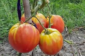 Afbeeldingsresultaat voor erdie family oxheart tomato