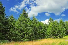 Attēlu rezultāti vaicājumam “Tsuga canadensis”