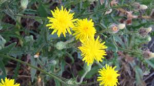 Attēlu rezultāti vaicājumam “Crepis paludosa fruit”