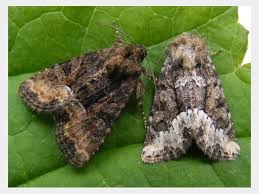 Attēlu rezultāti vaicājumam “Oligia sp.”