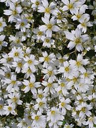 Attēlu rezultāti vaicājumam “Cerastium arvense leaf”