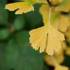 Attēlu rezultāti vaicājumam “Ginkgo biloba female flower”