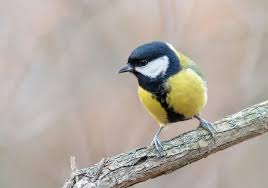 Attēlu rezultāti vaicājumam “Parus major”