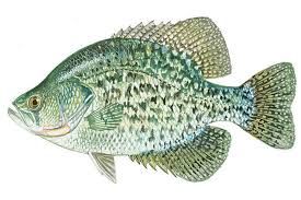 Image result for Pomoxis annularis