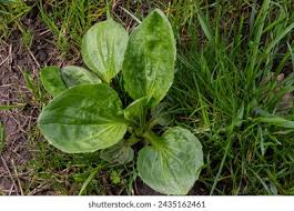 Attēlu rezultāti vaicājumam “Plantago major subsp. intermedia leaf”