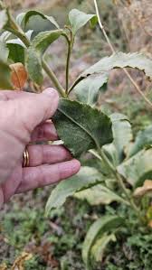 Attēlu rezultāti vaicājumam “Lepidium latifolium leaf”
