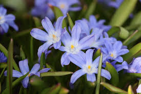 Attēlu rezultāti vaicājumam “Scilla luciliae”