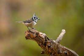 Attēlu rezultāti vaicājumam “Lophophanes cristatus”