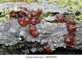 Attēlu rezultāti vaicājumam “Ascotremella faginea”