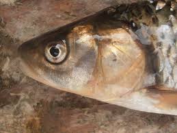 Image result for Squalius vardarensis