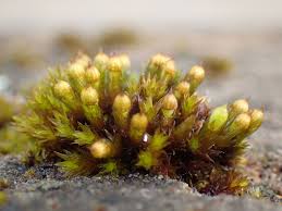 Attēlu rezultāti vaicājumam “Orthotrichum patens sporophyte”