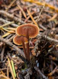 Attēlu rezultāti vaicājumam “Auriscalpium vulgare”