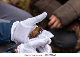 Attēlu rezultāti vaicājumam “Nyctalus leisleri”