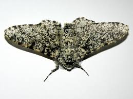 Attēlu rezultāti vaicājumam “Biston betularia”