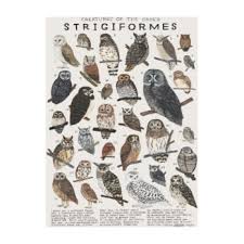 Attēlu rezultāti vaicājumam “Strigiformes”