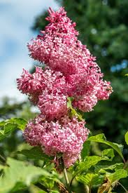 Image result for flieder