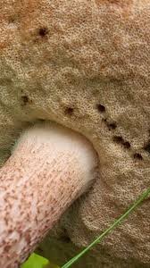 Attēlu rezultāti vaicājumam “Leccinum vulpinum”