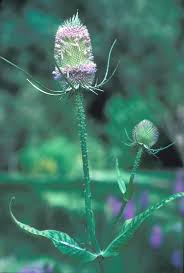Attēlu rezultāti vaicājumam “Dipsacus fullonum flower”
