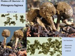 Attēlu rezultāti vaicājumam “Phleogena faginea”