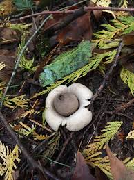 Attēlu rezultāti vaicājumam “Geastrum”