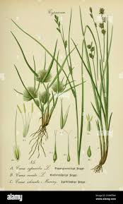 Attēlu rezultāti vaicājumam “Carex lepidocarpa leaf”