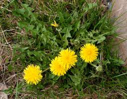 Attēlu rezultāti vaicājumam “Taraxacum officinale aggr.”