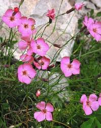 Image result for Steinnelke