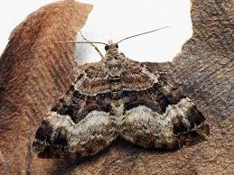 Attēlu rezultāti vaicājumam “Xanthorhoe biriviata”