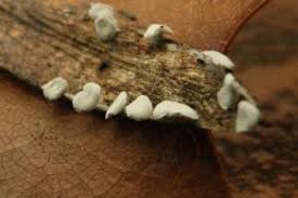 Attēlu rezultāti vaicājumam “Diderma hemisphaericum”