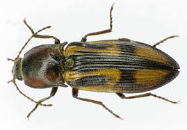 Attēlu rezultāti vaicājumam “Selatosomus cruciatus”