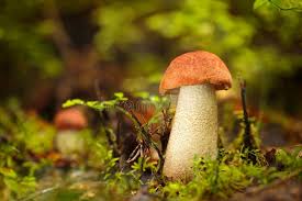 Attēlu rezultāti vaicājumam “Leccinum vulpinum”