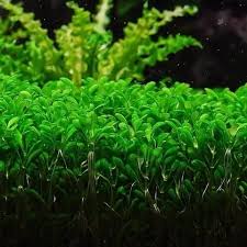 Attēlu rezultāti vaicājumam “Elatine hydropiper leaf”