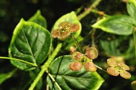 Attēlu rezultāti vaicājumam “Euonymus verrucosus leaf”
