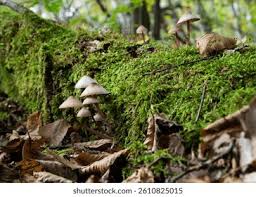 Attēlu rezultāti vaicājumam “Mycena purpureofusca”