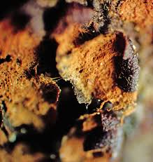 Attēlu rezultāti vaicājumam “Trichia longipalpis macro”