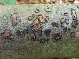 Attēlu rezultāti vaicājumam “Biscogniauxia granmoi”