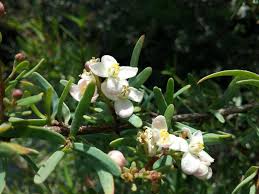 Attēlu rezultāti vaicājumam “Cnidium dubium leaf”
