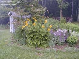 Attēlu rezultāti vaicājumam “Telekia speciosa bud”