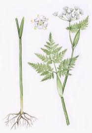 Attēlu rezultāti vaicājumam “Conioselinum tataricum”