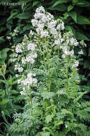 Image result for Polemonium coeruleum album